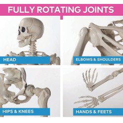 Life Size Posable Skeleton