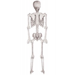 Skeleton Pose And Hold 5 Foot Decoration