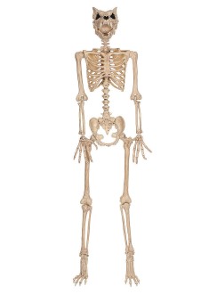 Werewolf Skeleton 5 Foot Decoration