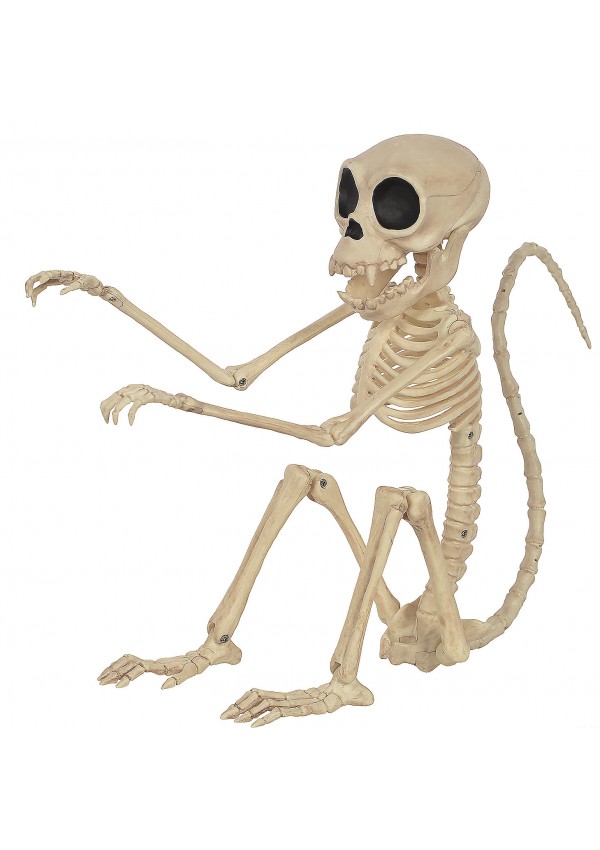 Monkey Skeleton Posable Prop