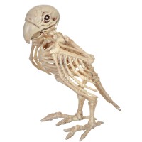 Skeleton Parrot Prop