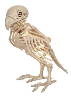 Skeleton Parrot Prop