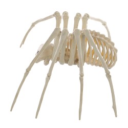 Spider Skeleton Halloween Decoration